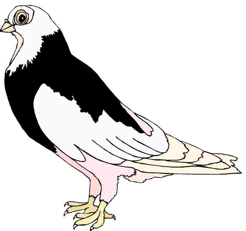 Pigeons clip art