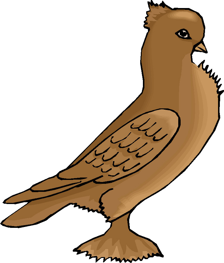 Pigeons clip art