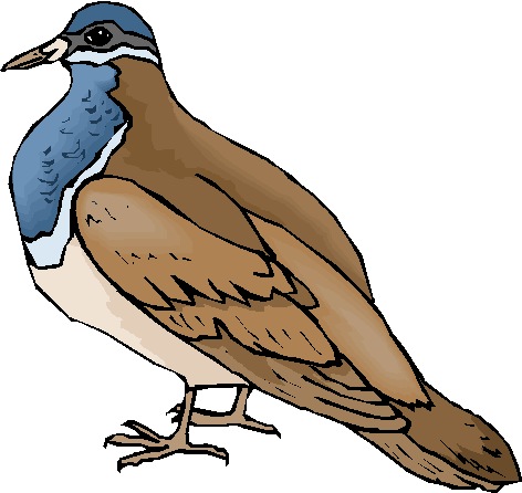 Pigeons clip art