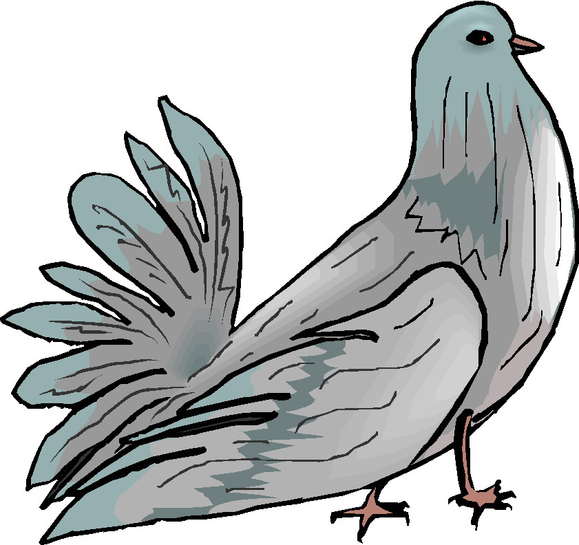 Pigeons clip art