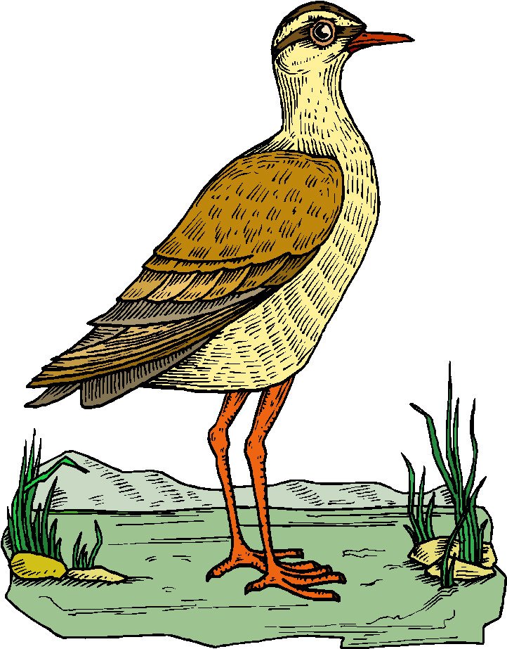 Pigeons clip art