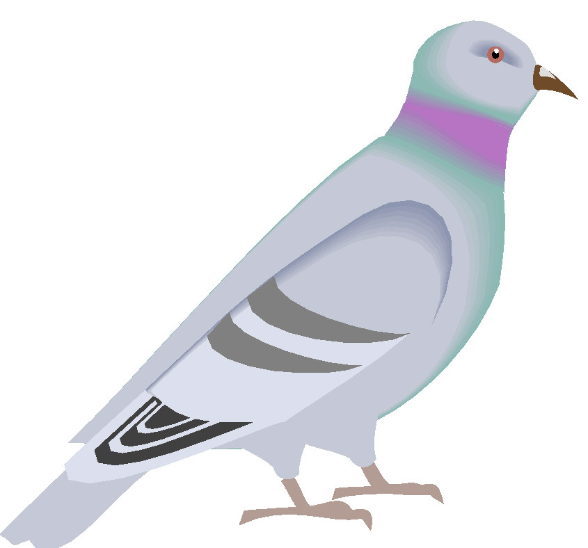 Pigeons clip art