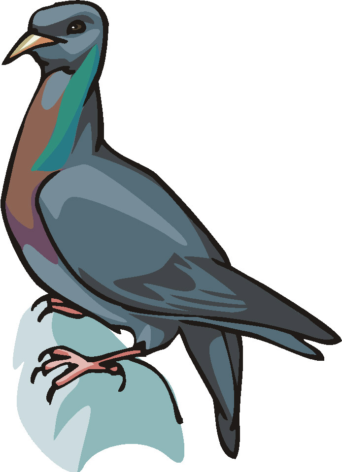 Pigeons clip art