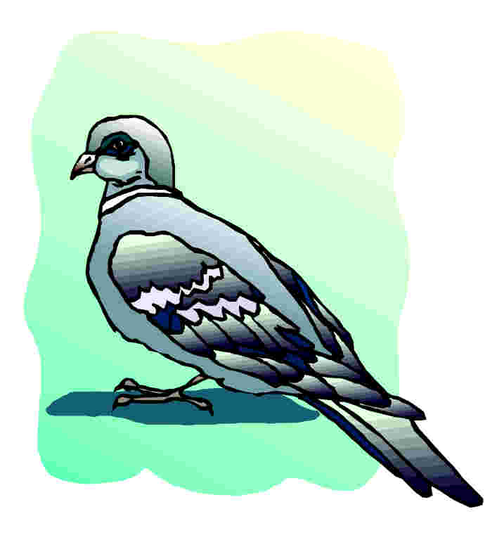 Pigeons clip art