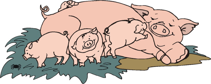 Pigs clip art