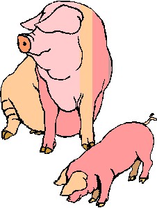 Pigs clip art