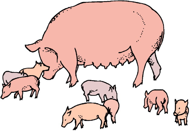 Pigs clip art