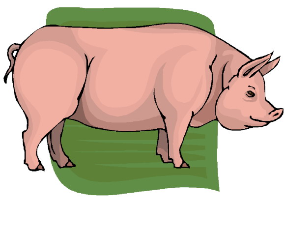 Pigs clip art