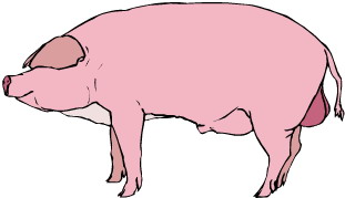 Pigs clip art