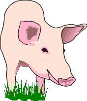 Pigs clip art