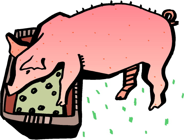 Pigs clip art