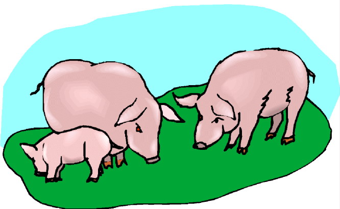 Pigs clip art