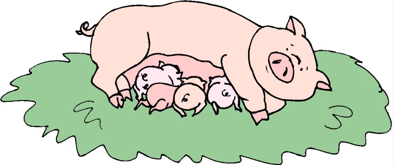 Pigs clip art