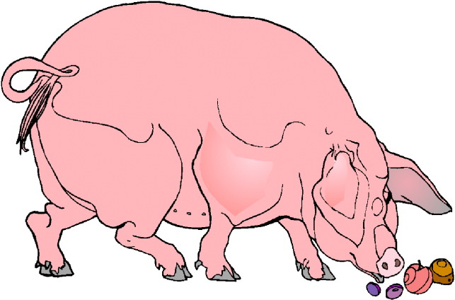 Pigs clip art