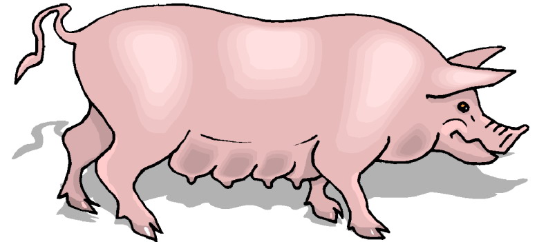 Pigs clip art