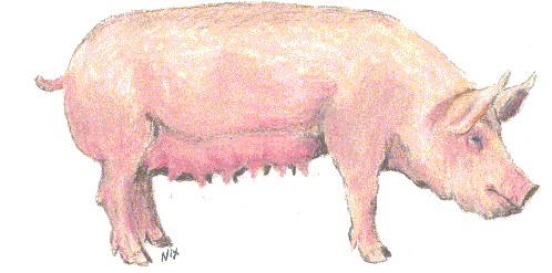 Pigs clip art