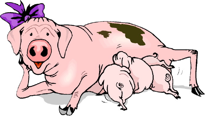 Pigs clip art