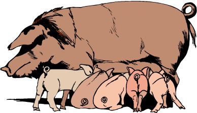 Pigs clip art