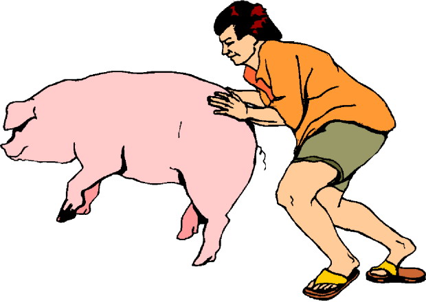 Pigs clip art