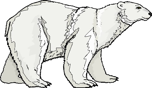 Polar bears clip art