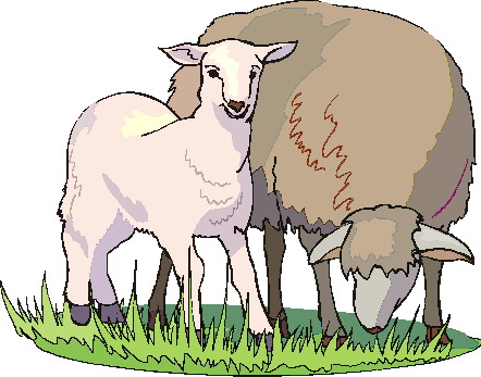 Sheep clip art