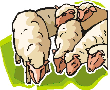 Sheep clip art