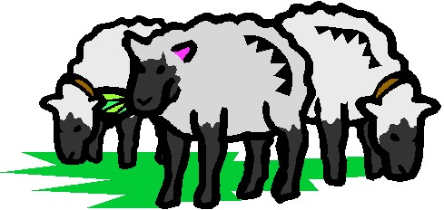 Sheep clip art