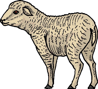 Sheep clip art