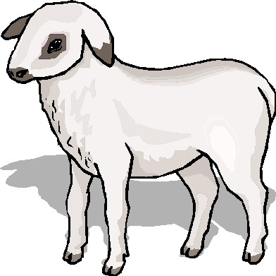 Sheep clip art