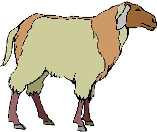 Sheep clip art