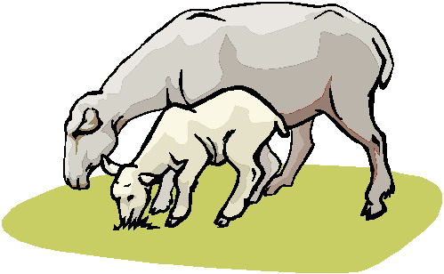 Sheep clip art