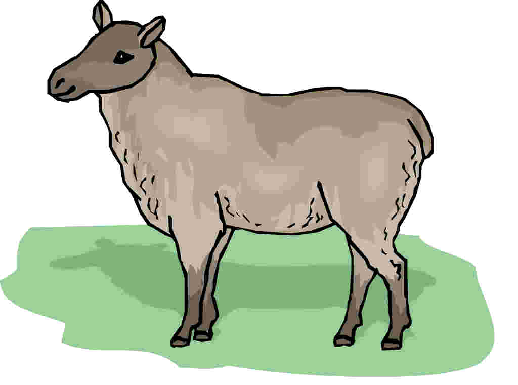 Sheep clip art