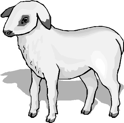 Sheep clip art