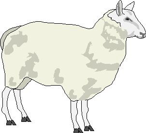 Sheep clip art