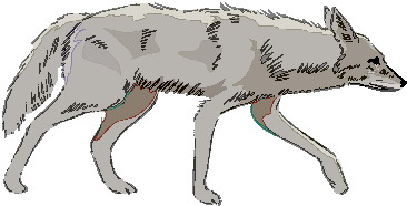 Wolves clip art