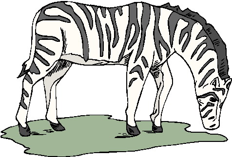 Zebras clip art