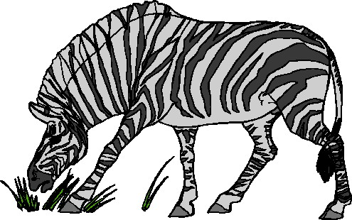 Zebras