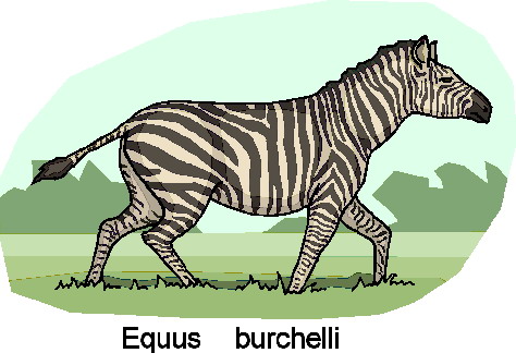 Zebras clip art