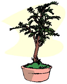 Bonsai clip art