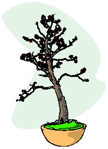 Bonsai clip art