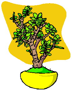 Bonsai clip art