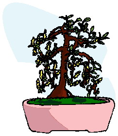 Bonsai