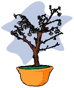 Bonsai