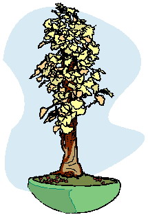 Bonsai clip art