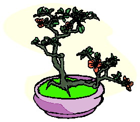 Bonsai