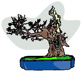 Bonsai clip art