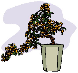 Bonsai