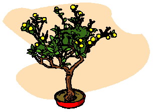 Bonsai clip art