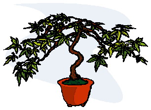 Bonsai clip art