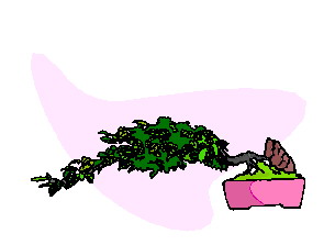 Bonsai clip art